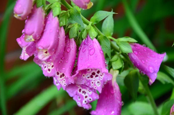 Fingerborgsblomma — Stockfoto