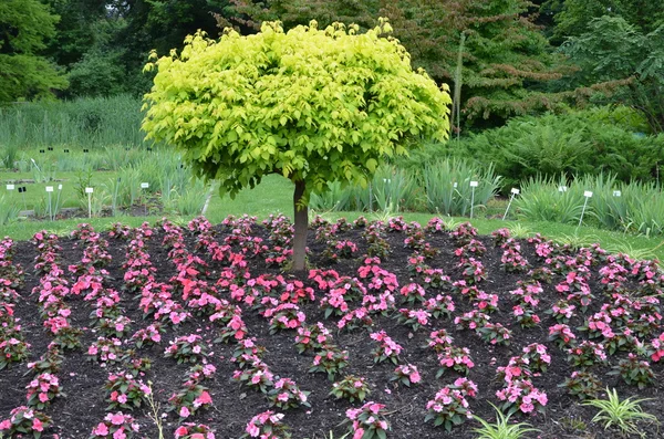 Kleiner Garten — Stockfoto