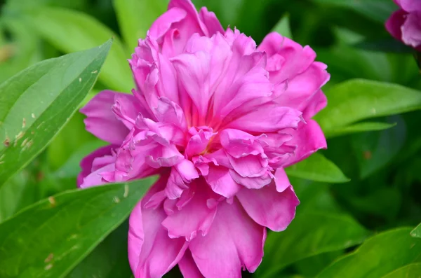 Peonia rosa — Foto Stock