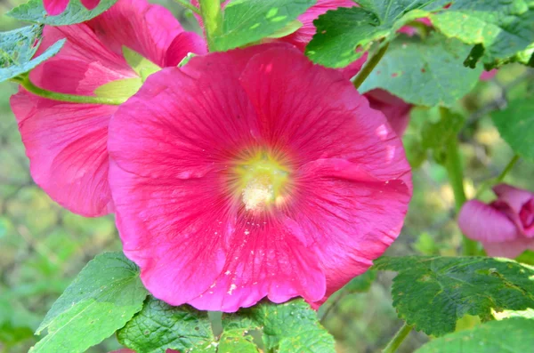 Rosa blomma — Stockfoto