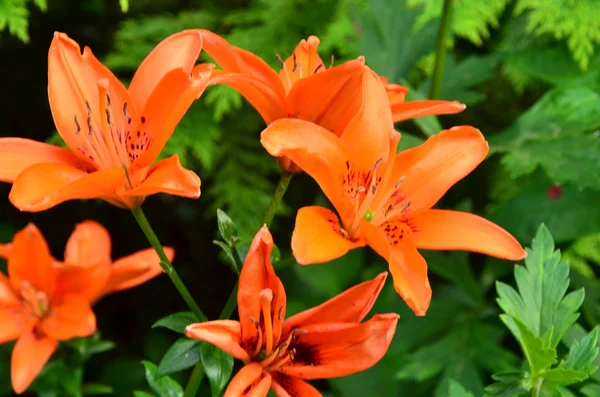 Lily — Stockfoto