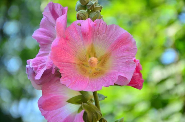 Rosa blomma — Stockfoto