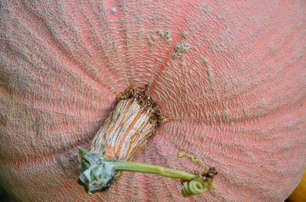 Pumkins — Stock Photo, Image