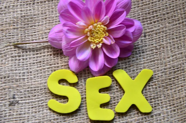 Word sex — Stock Photo, Image