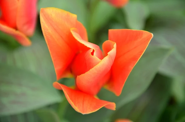 Tulips — Stock Photo, Image