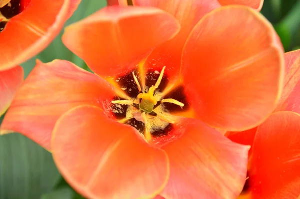 Tulpen — Stockfoto