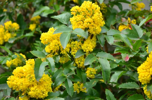 Gula blommor — Stockfoto