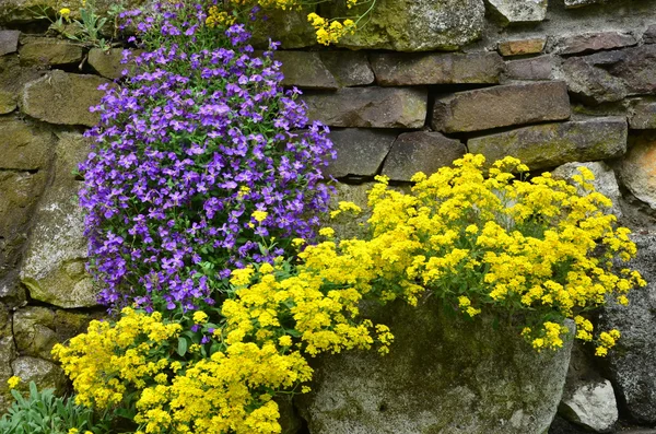 Fiori di giuggiolo — Foto Stock