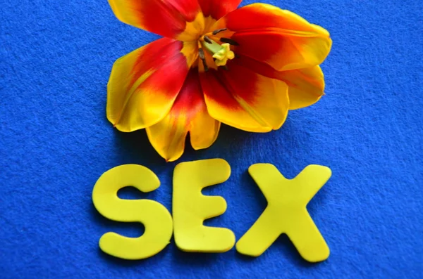 Word sex — Stock Photo, Image