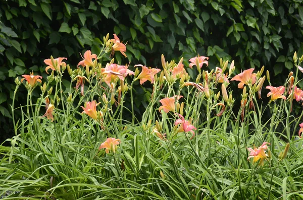 Hemerocallis — Φωτογραφία Αρχείου