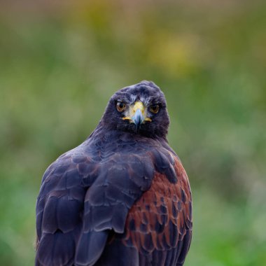 İngiltere, Yorkshire, Şubat 2020: Harris Hawk 'ın yakın plan portresi