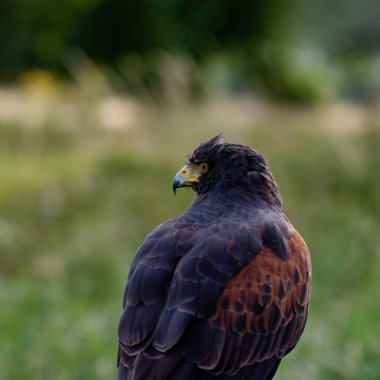İngiltere, Yorkshire, Şubat 2020: Harris Hawk 'ın yakın plan portresi