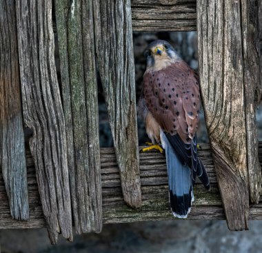 İngiltere, Yorkshire, Şubat 2020: Tahta bir çit paneline tünemiş bir Kestrel Portresi