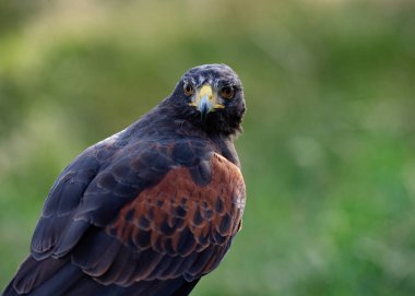 İngiltere, Yorkshire, Şubat 2020: Harris Hawk 'ın yakın plan portresi