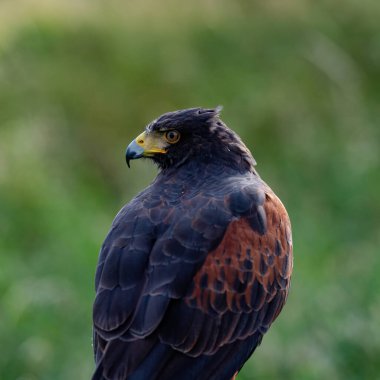 İngiltere, Yorkshire, Şubat 2020: Harris Hawk 'ın yakın plan portresi