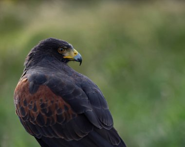 İngiltere, Yorkshire, Şubat 2020: Harris Hawk 'ın yakın plan portresi