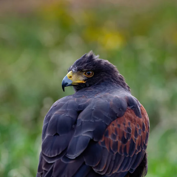 Yorkshire February 2020 Close Portrait Harris Hawk — 스톡 사진