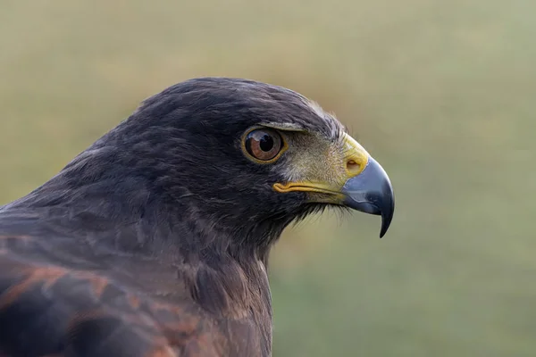 Yorkshire February 2020 Close Portrait Harris Hawk — 스톡 사진