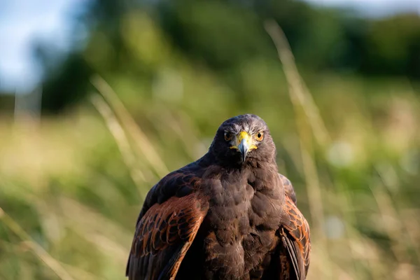 Yorkshire February 2020 Close Portrait Harris Hawk — 스톡 사진