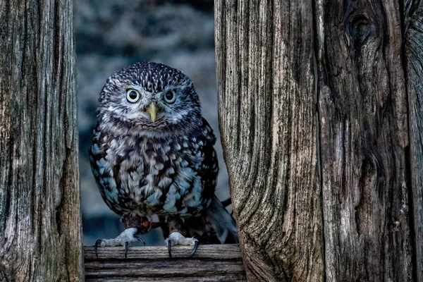 Yorkshire February 2020 Portrait Little Owl Perched Wooden Fence Panel — Stock Photo, Image