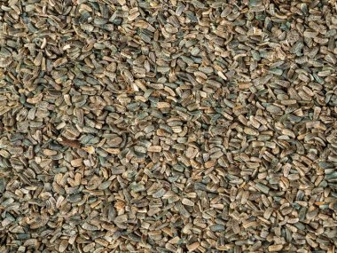 Yünlü dulavratotu tohumları (Arctium tomentosum)).