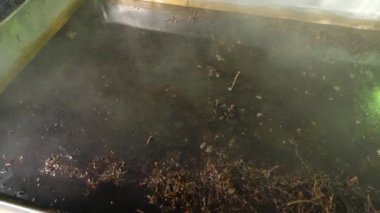 Endüstriyel koşullarda büyük bir fıçıda tıbbi bitki aşılama hazırlığı.