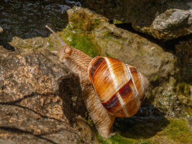 Yenebilir salyangoz veya salyangoz (Helix pomatia) kaya üzerinde sürünür.