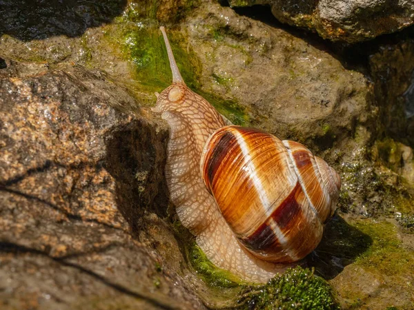 Jedlí Hlemýždi Nebo Šneci Helix Pomatia Plazí Skále — Stock fotografie