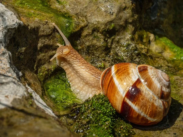 Їстівні Равлики Або Ескаготи Helix Pomatia Повзають Скелі — стокове фото