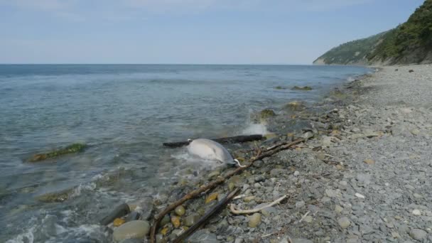Black Sea Dead Dolphin Shore — Stock Video