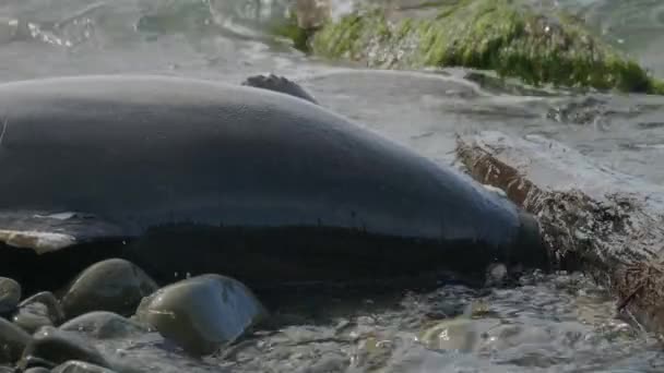 Μαύρη Θάλασσα Ένα Νεκρό Δελφίνι Κοντά Στην Ακτή — Αρχείο Βίντεο