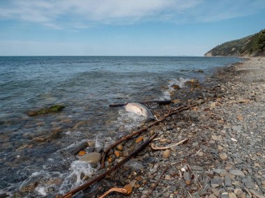 Karadeniz. Kıyıya yakın ölü bir yunus..