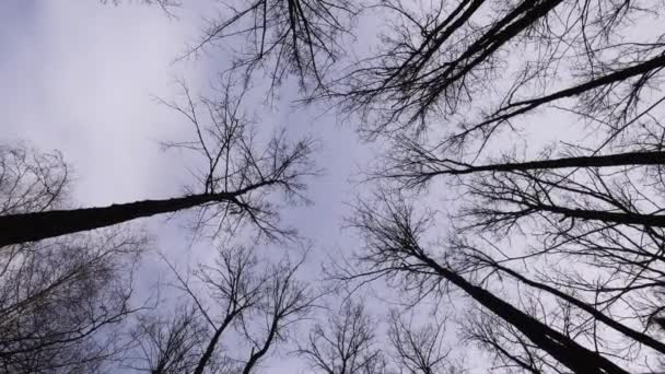 Frühling Starker Wind Erschüttert Die Bäume — Stockvideo
