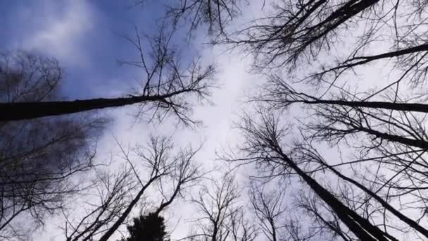 Våren Stark Vind Skakar Träden — Stockvideo