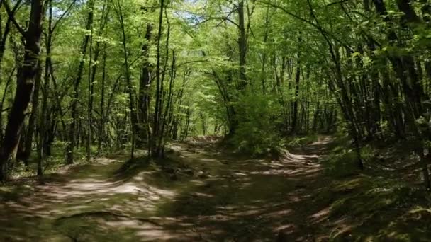 Βόρειος Καύκασος Δάσος Στην Κοιλάδα Του Ποταμού Zhane Δρόμος Κοντά — Αρχείο Βίντεο