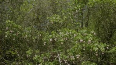 Kuzey Kafkasya. İlkbaharda Zhane Dağı kıyısında Avrupa mesanesi (Staphylea pinnata).