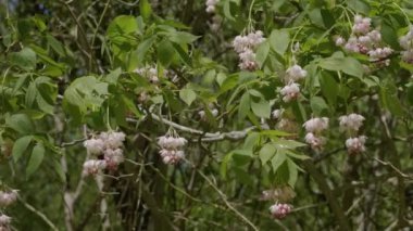 Kuzey Kafkasya. İlkbaharda Zhane Dağı kıyısında Avrupa mesanesi (Staphylea pinnata).
