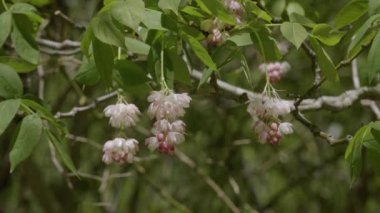 Kuzey Kafkasya. İlkbaharda Zhane Dağı kıyısında Avrupa mesanesi (Staphylea pinnata).