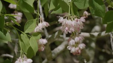 Kuzey Kafkasya. İlkbaharda Zhane Dağı kıyısında Avrupa mesanesi (Staphylea pinnata).