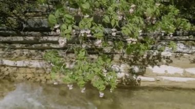 Kuzey Kafkasya. İlkbaharda Zhane Dağı kıyısında Avrupa mesanesi (Staphylea pinnata).