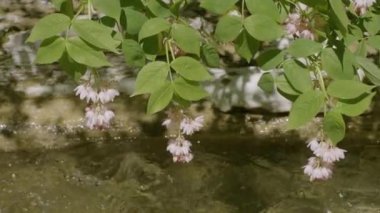 Kuzey Kafkasya. İlkbaharda Zhane Dağı kıyısında Avrupa mesanesi (Staphylea pinnata).