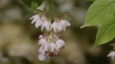 Kuzey Kafkasya. İlkbaharda Zhane Dağı kıyısında Avrupa mesanesi (Staphylea pinnata).