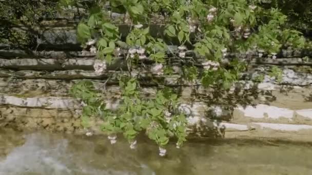 Північний Кавказ European Bladdernut Staphylea Pinnata Біля Берега Гірської Річки — стокове відео