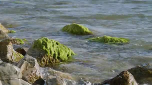 Black Sea Coast Pebble Beach Weak Wind Sound Surf — Stock Video