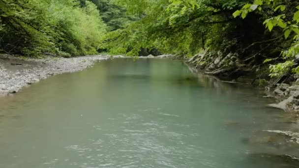 Cáucaso Vuelo Sobre Río Montaña Khosta Zona Tejo Boj Arboleda — Vídeos de Stock