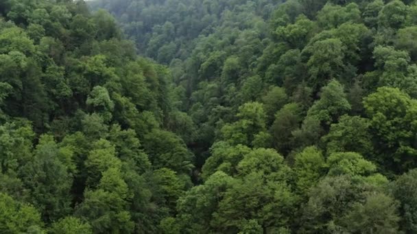 Cáucaso Rio Khosta Fugir Pelo Desfiladeiro Portão Diabo Área Bosque — Vídeo de Stock