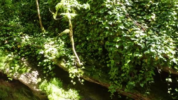 Grande Dorsale Caucasica Sorvolando Canyon Del Fiume Kudepsta Foresta Subtropicale — Video Stock