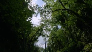 Kafkasya Dağları. Kudepsta Nehri Kanyonu. Subtropikal orman.