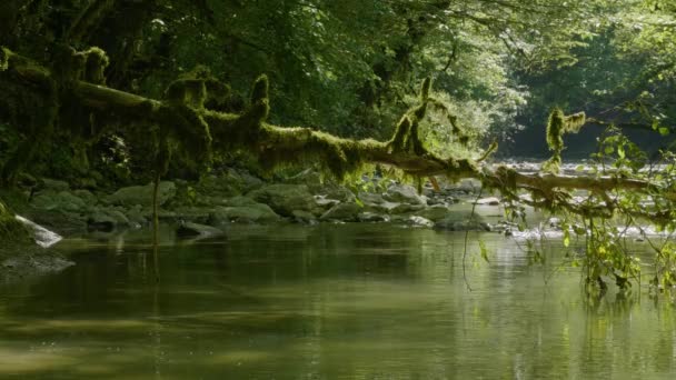 Las Montañas Del Cáucaso Cañón Del Río Kudepsta Bosque Subtropical — Vídeo de stock