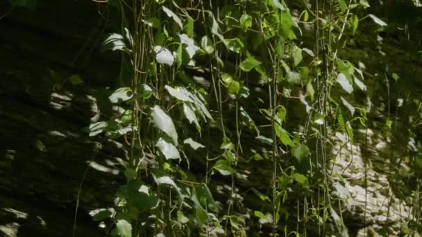 Montañas Del Cáucaso Cañón Del Río Kudepsta Lianas Las Laderas — Vídeos de Stock